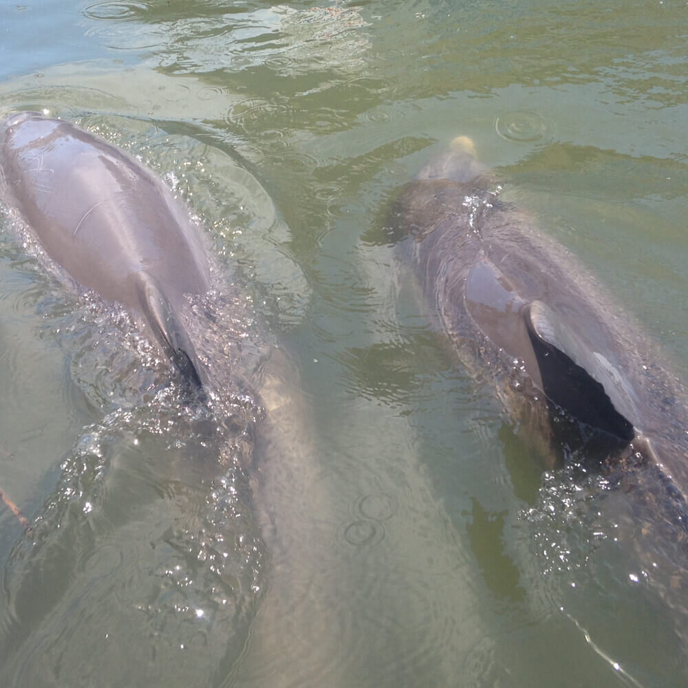Our hilton head private charters are the most exclusive way to experience a dolphin & nature tour! Hilton Head Dolphin Tours Dolphin Experience Tour